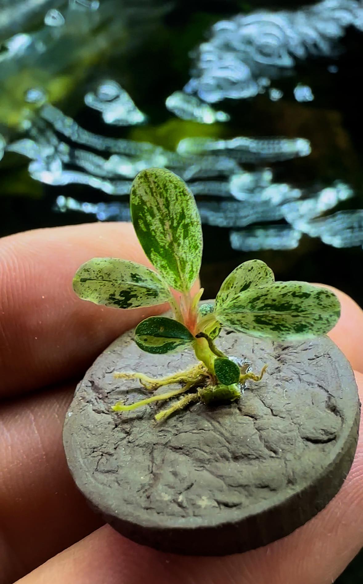 Bucephalandra sp Pink Variegata This is the original Variegata
