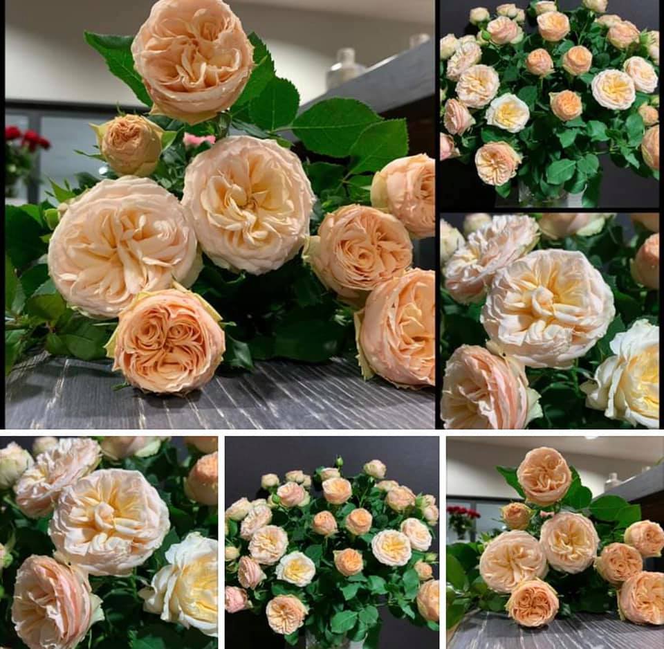 The beauty of one of our new VOORN... - VOORN Spray Roses