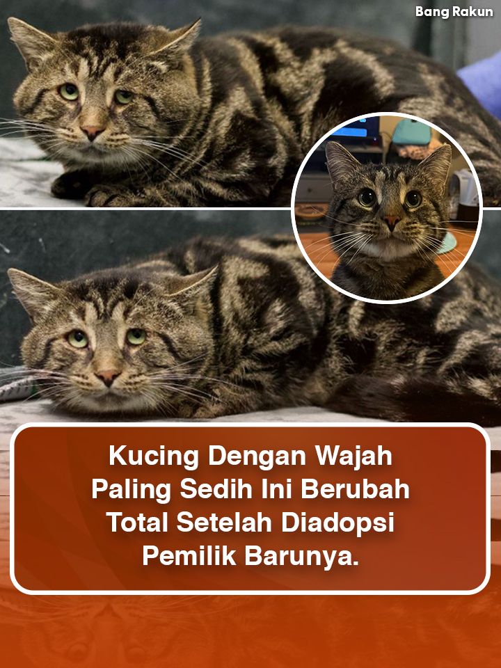 Bang Rakun - Seekor kucing bernama Fishtopher sempat... | Facebook
