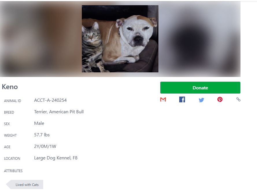 Adopt a pit bull from ACCT Philly