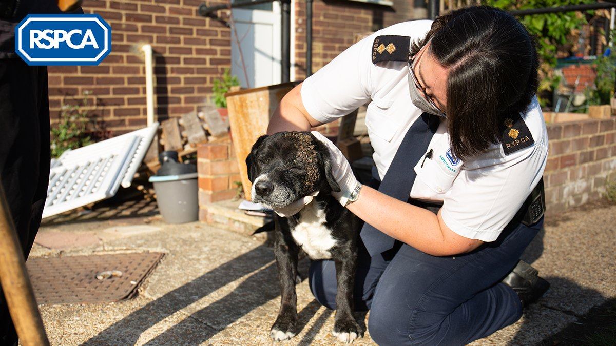 UK - RSPCA answers almost MILLION calls since first lockdown. Since 23 ...