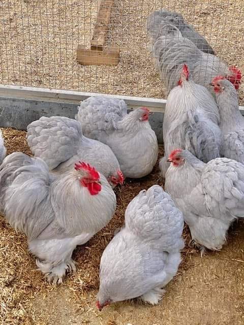 How to start a Free Range Chicken... - Farming Ideas Africa | Facebook