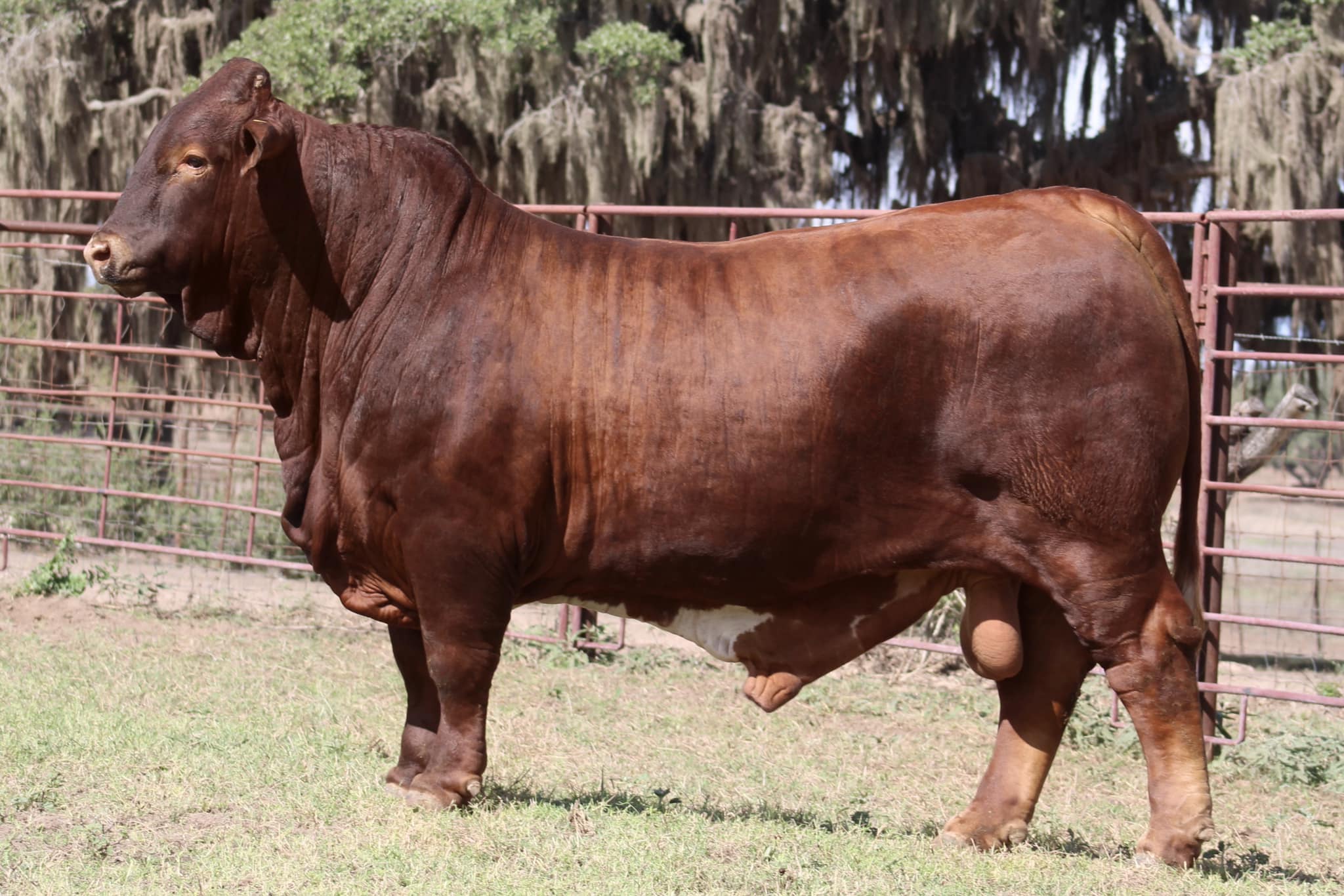 A large, deep sided CF RIPTIDE SON... - Strategy Cattle, LLC