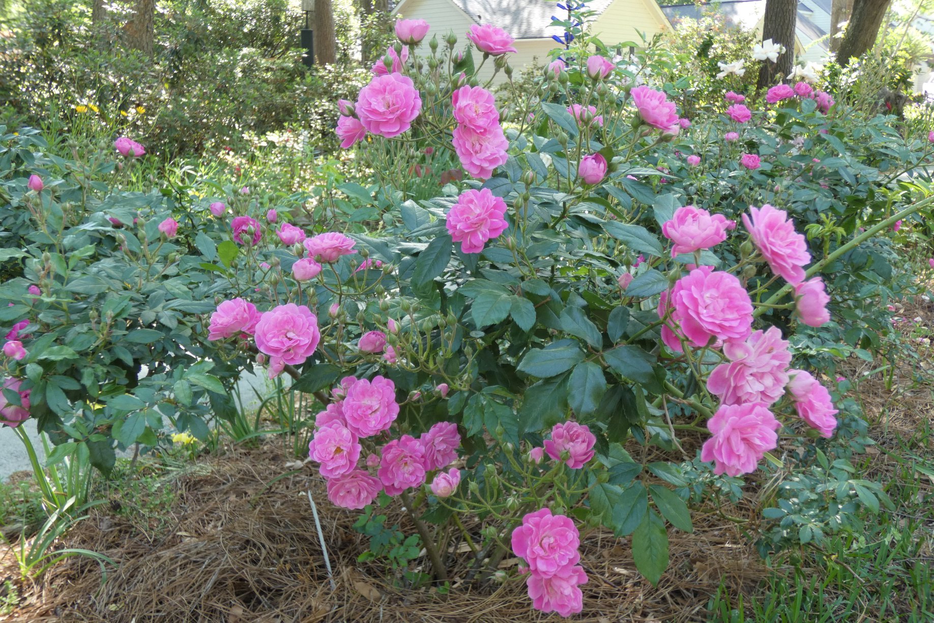 The Charleston Lowcountry Rose Society | Charleston SC