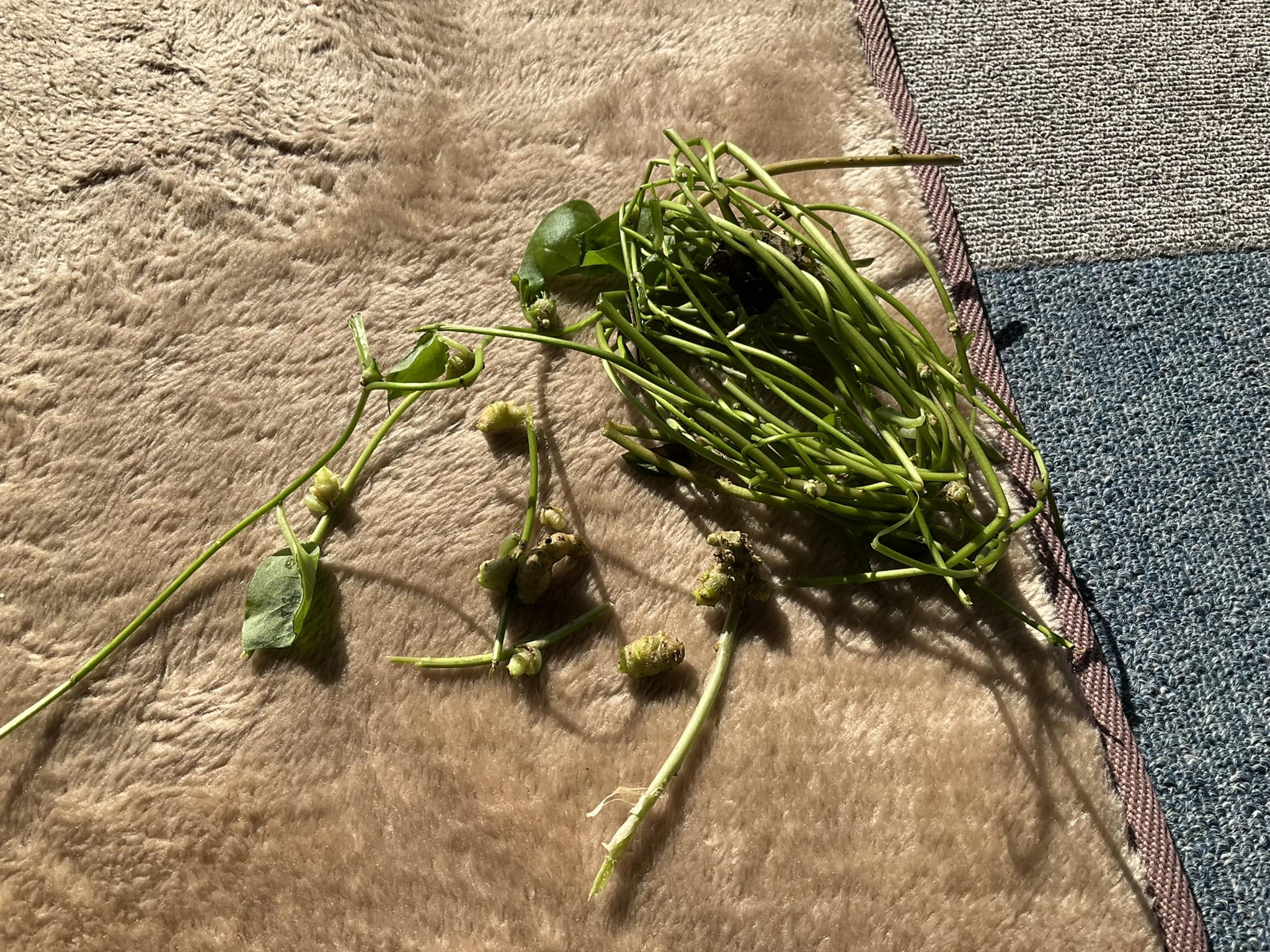 おかわかめを貰いました。植えようと思っています。 苗になるムカゴの 