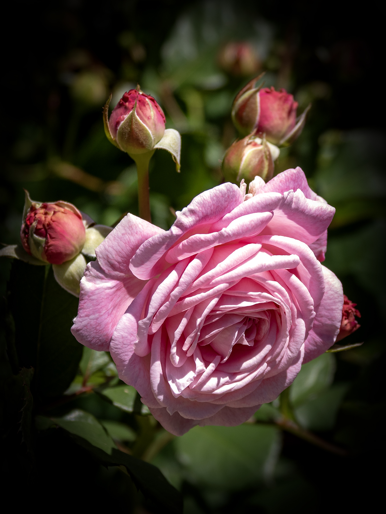 Pink Rose 05052026 Japan LUMIX GX8