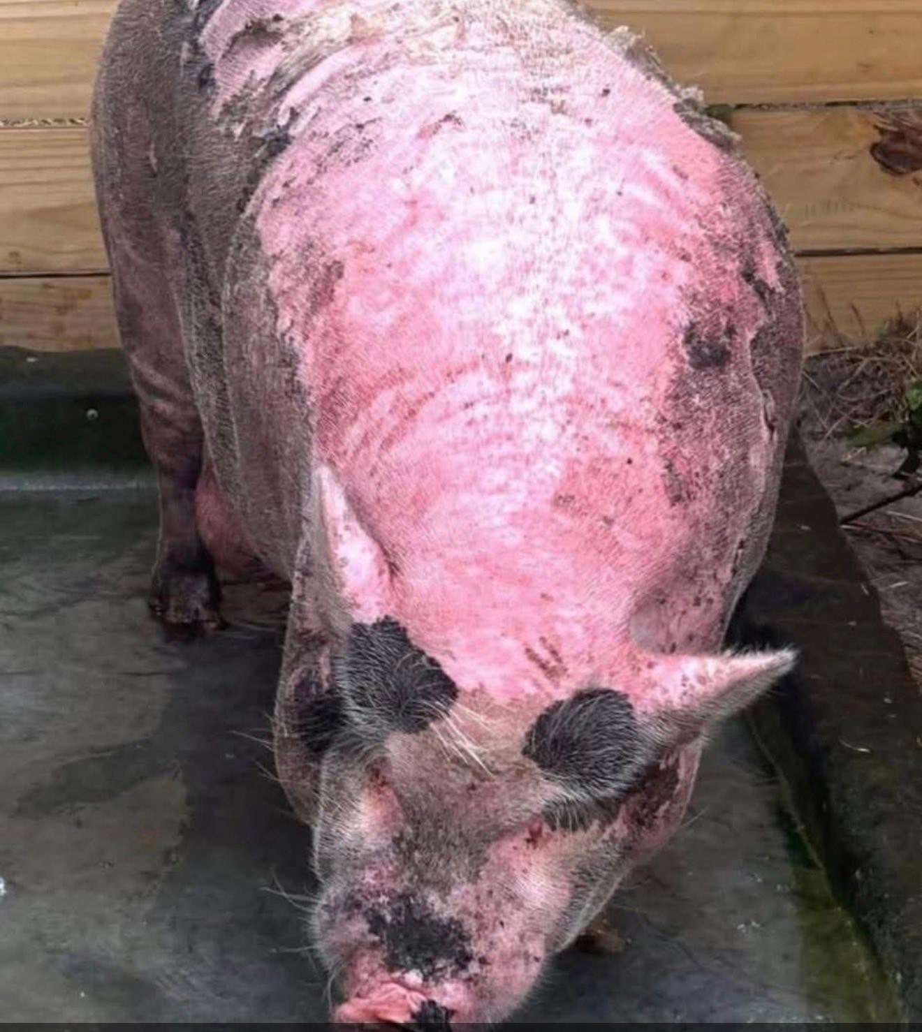 Pork Butt Pastures Inc. Nonprofit Pig Rescue & Boarding | Facebook