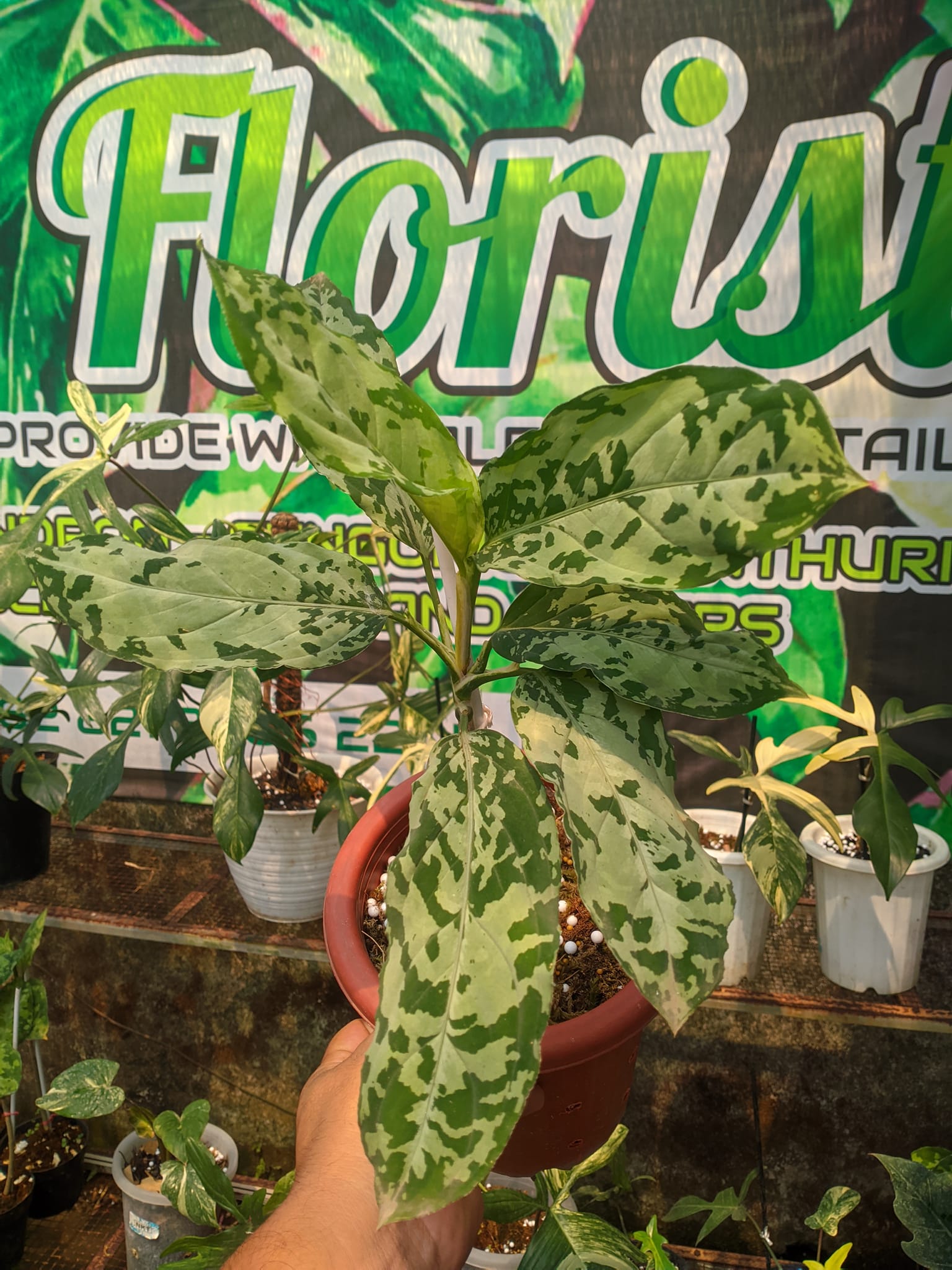 Who wants to add this on the list? Aglaonema Tricolor Cochin frm
