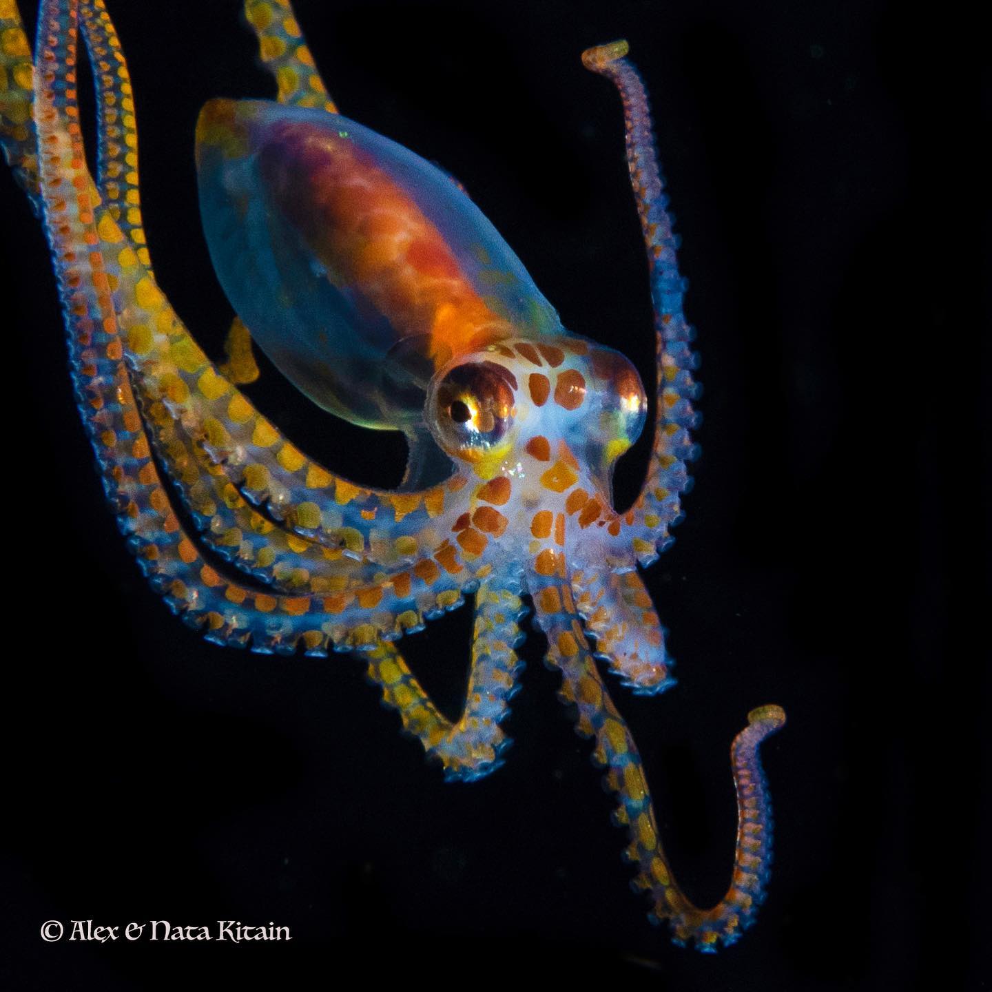 Primedives Long Arm Octopus Both The Male And Female Octopuses Die Soon After Mating The Male Dies A Few Months Afterward While Female Dies Shortly After The Eggs Hatch See