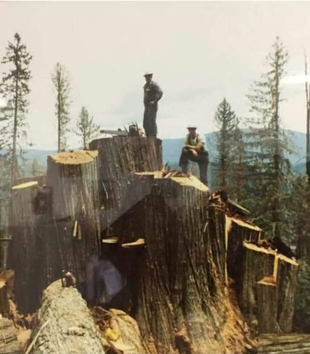 Gary - GOOD MORNING EVERYONE! How about nine cedar stumps out of one ...