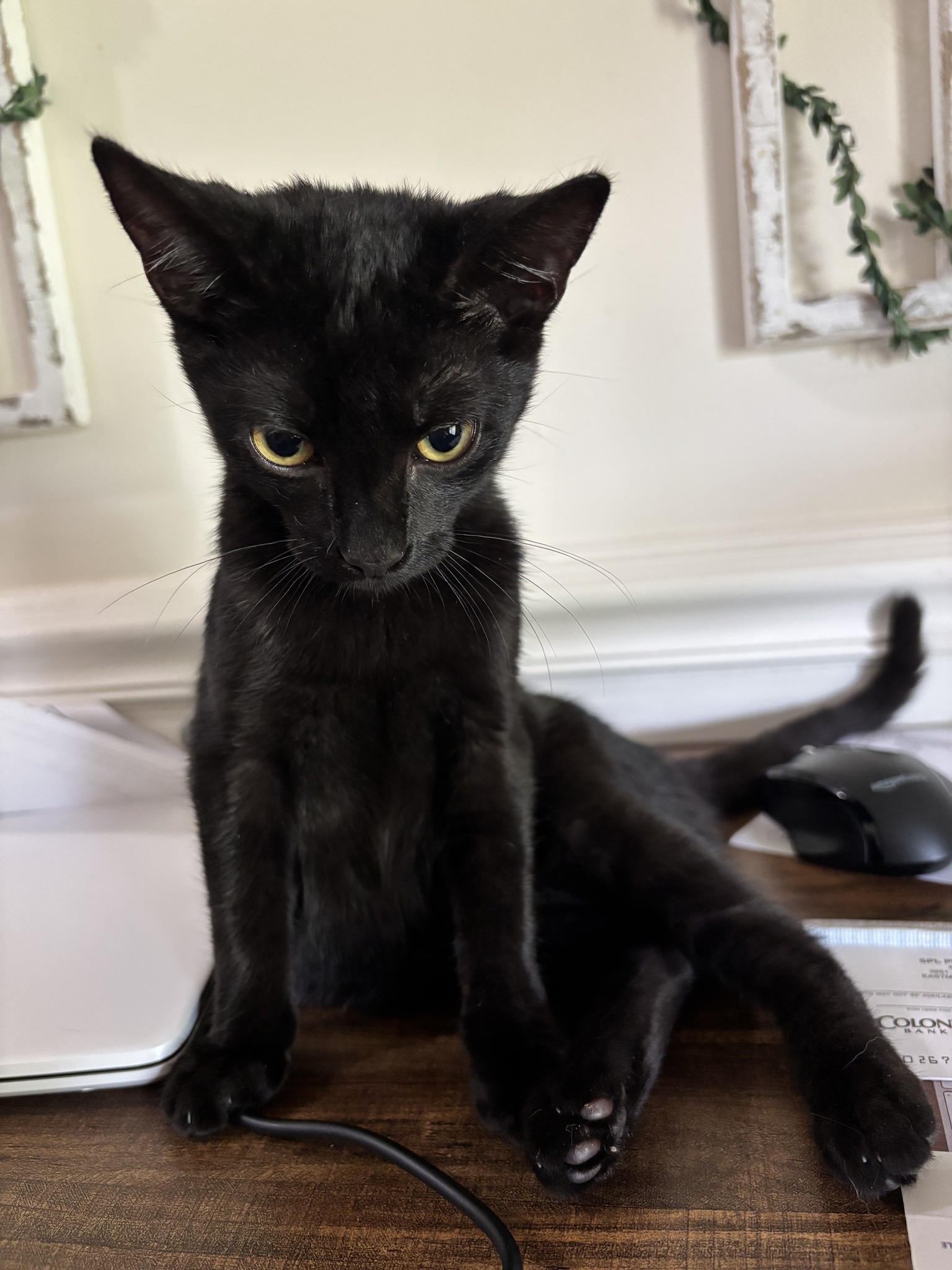 Superstition MYTH Buster Storytelling: Tales of the Black Cat 🖤