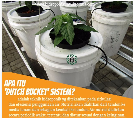 APA ITU DUTCH BUKET ???? Sudah tau... - Workshop Hidroponik | Facebook