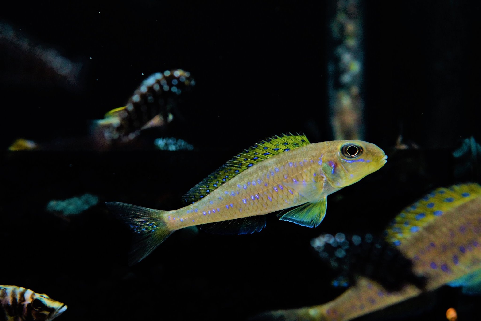 魚色南苑 - 七彩珍珠天使魚： 別名黃翅奇非鯽，為鱸形目、慈鯛科、奇非鯽屬、三湖系列品種，原產於非洲坦幹伊克湖。 廣泛分佈於坦湖中下層水域 ...