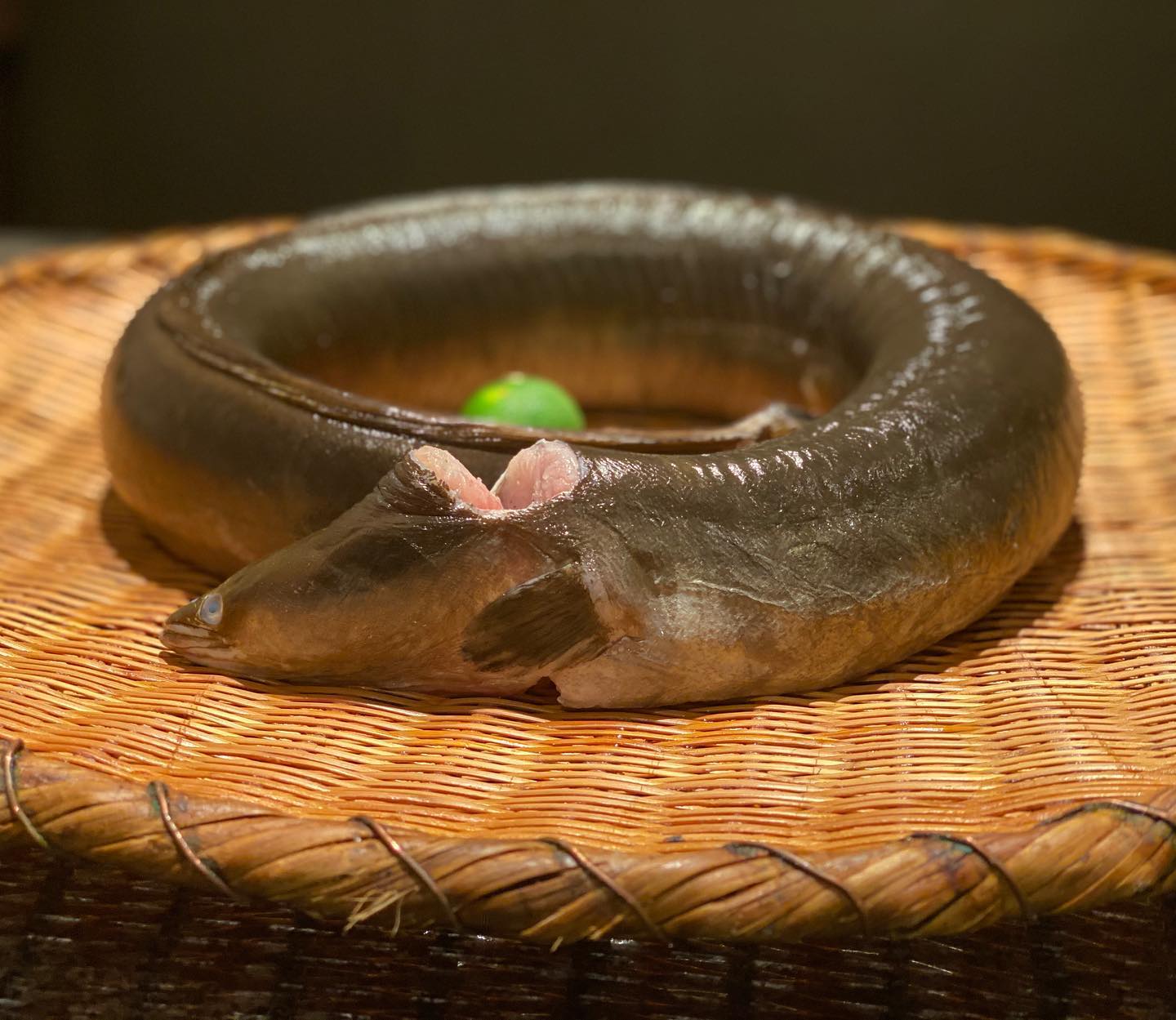 寿し さがみや - 化け物 天然海鰻 2.6kg 8日目 ほんのりと熟成香がしてきました。 ウキウキ‼︎...