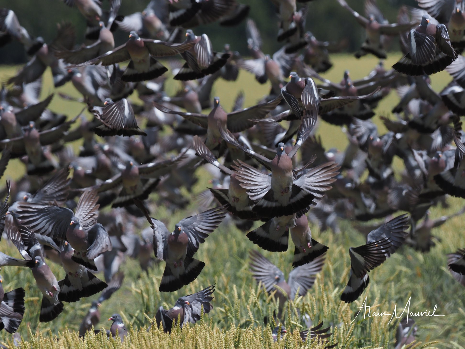 Invasion De Pigeons Ramier Alain Mauviel Photo Nature Facebook