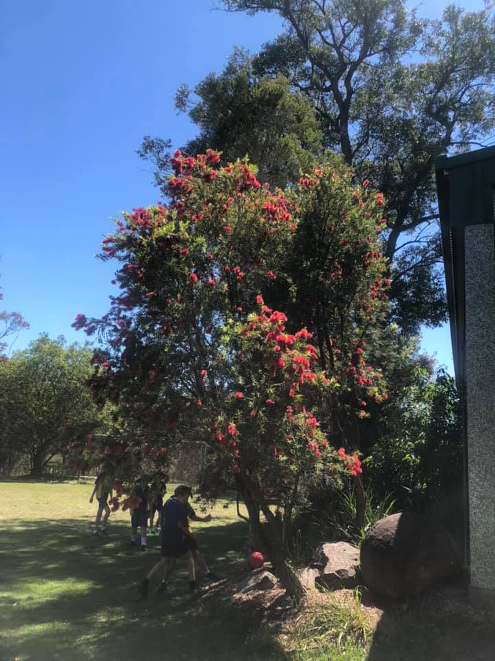 Awaba Public School added a new... - Awaba Public School