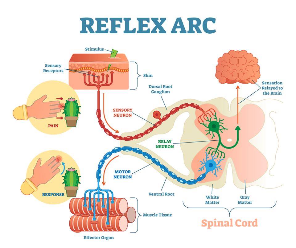 MedicTests.com - The Reflex Arc A reflex arc refers to the ...