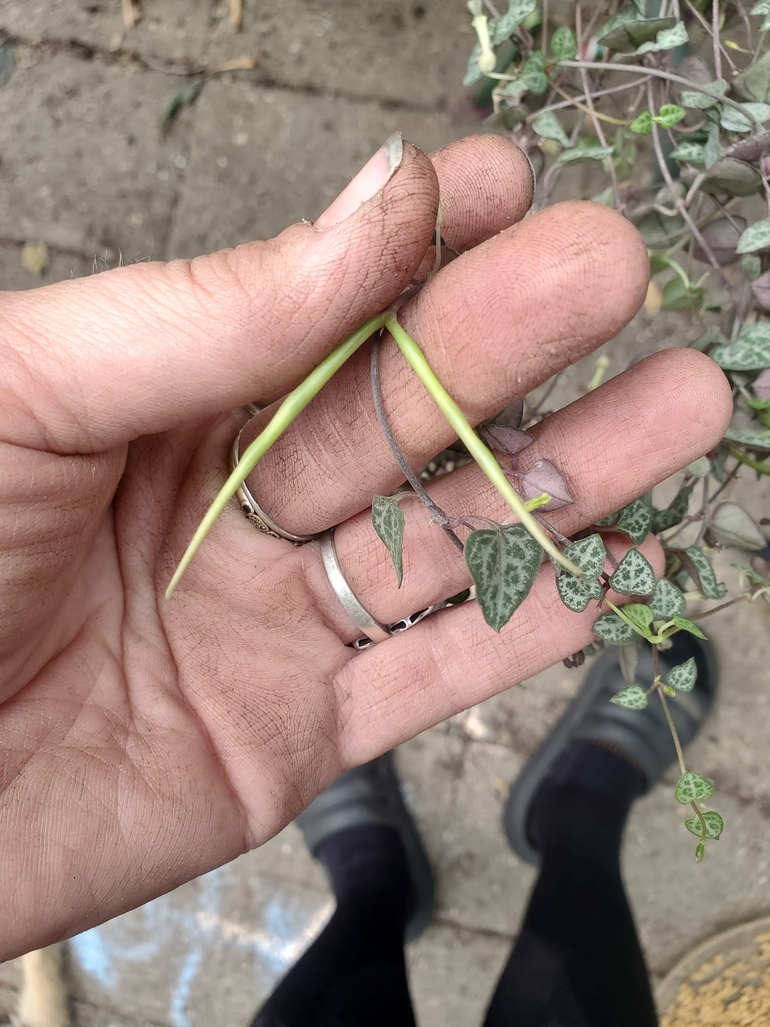 What are the spiky growths on my string of hearts plant?