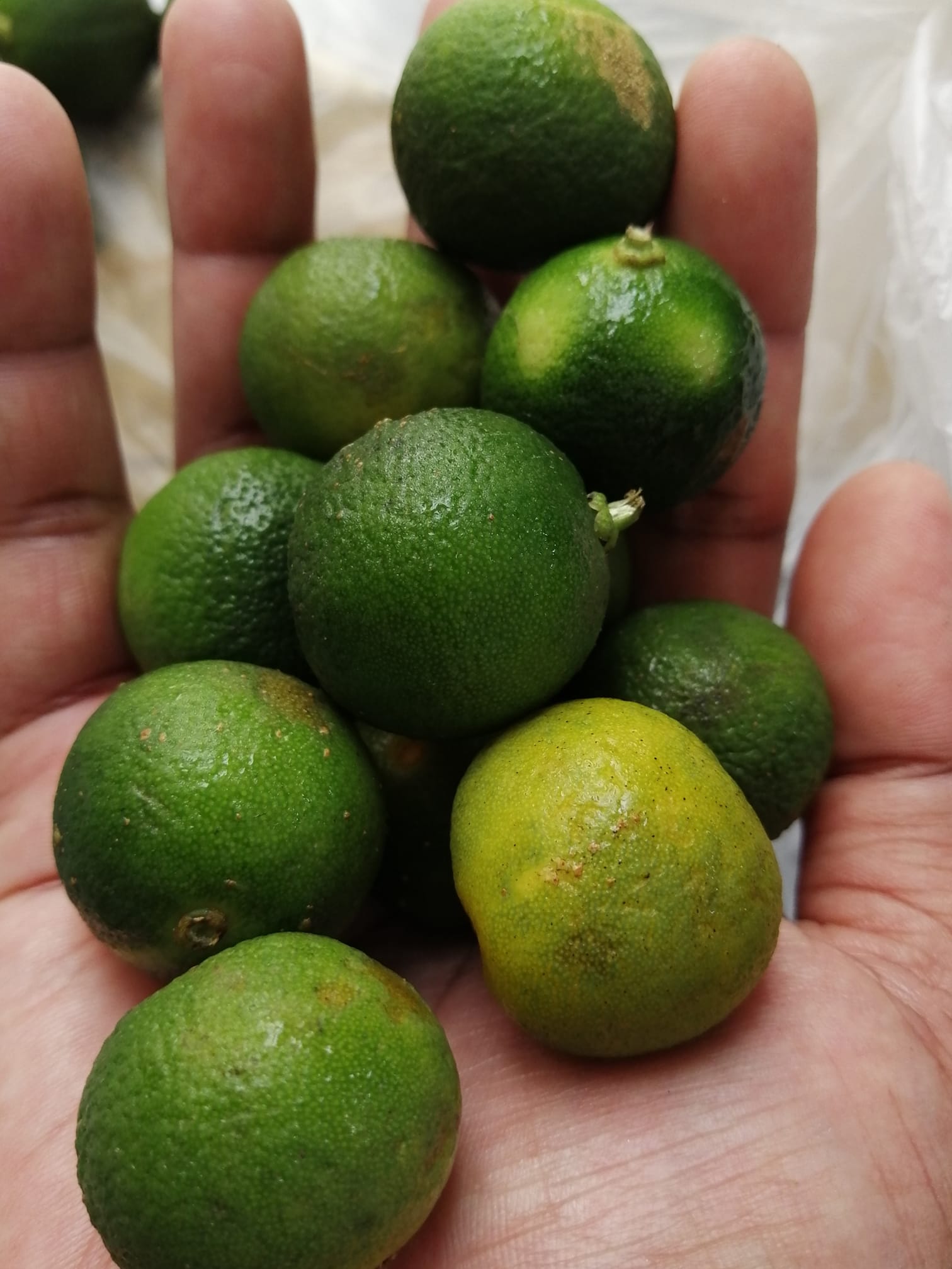 Herba Penawar Diri Inilah 7 Jenis Ubat Dari Limau Kasturi Rugi Jika Tidak Tahu Biarpun Bentuk Dan Saiz Limau Kasturi Ini Kecil Namun Tahukah Anda Bahawa Limau Kasturi Ini Mempunyai