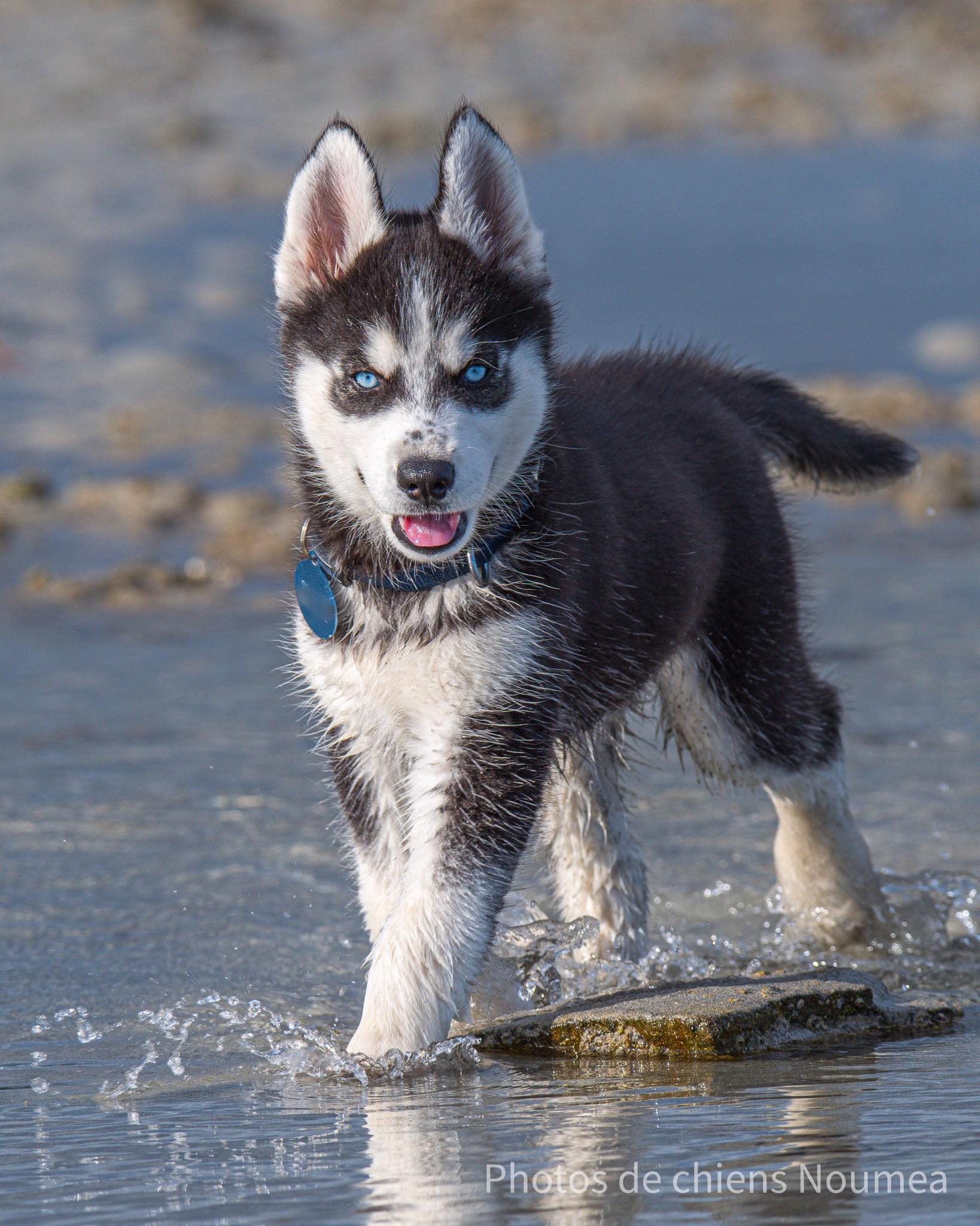 Un Bebe Husky Photos De Chiens Noumea Facebook