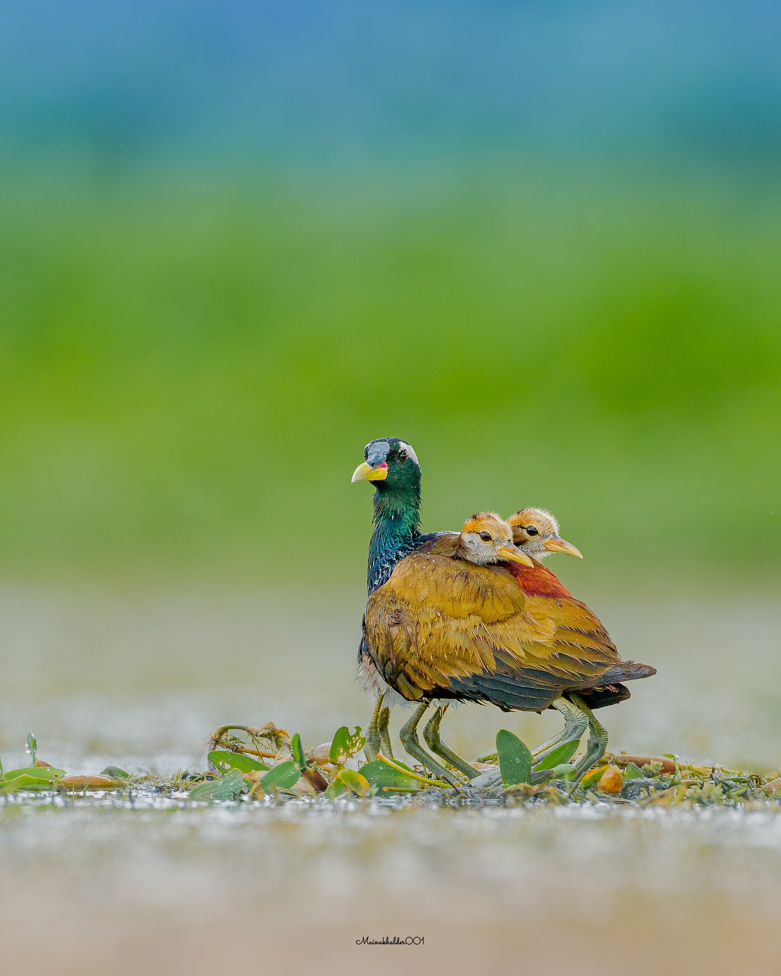 Bronze-winged Jacana (Metopidius... - I Love Birdwatching | Facebook
