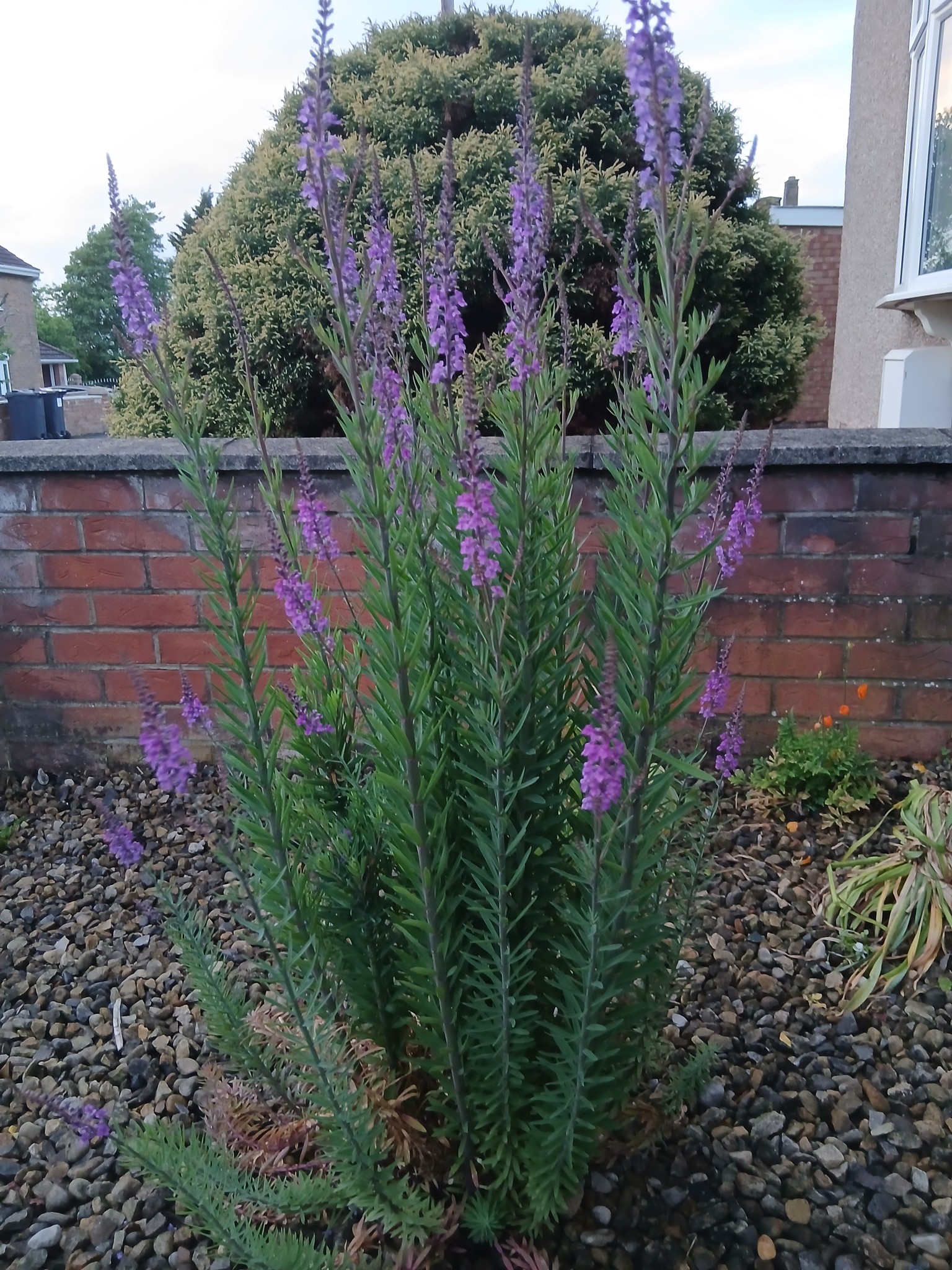 What is this self-seeded weed in my gravel?