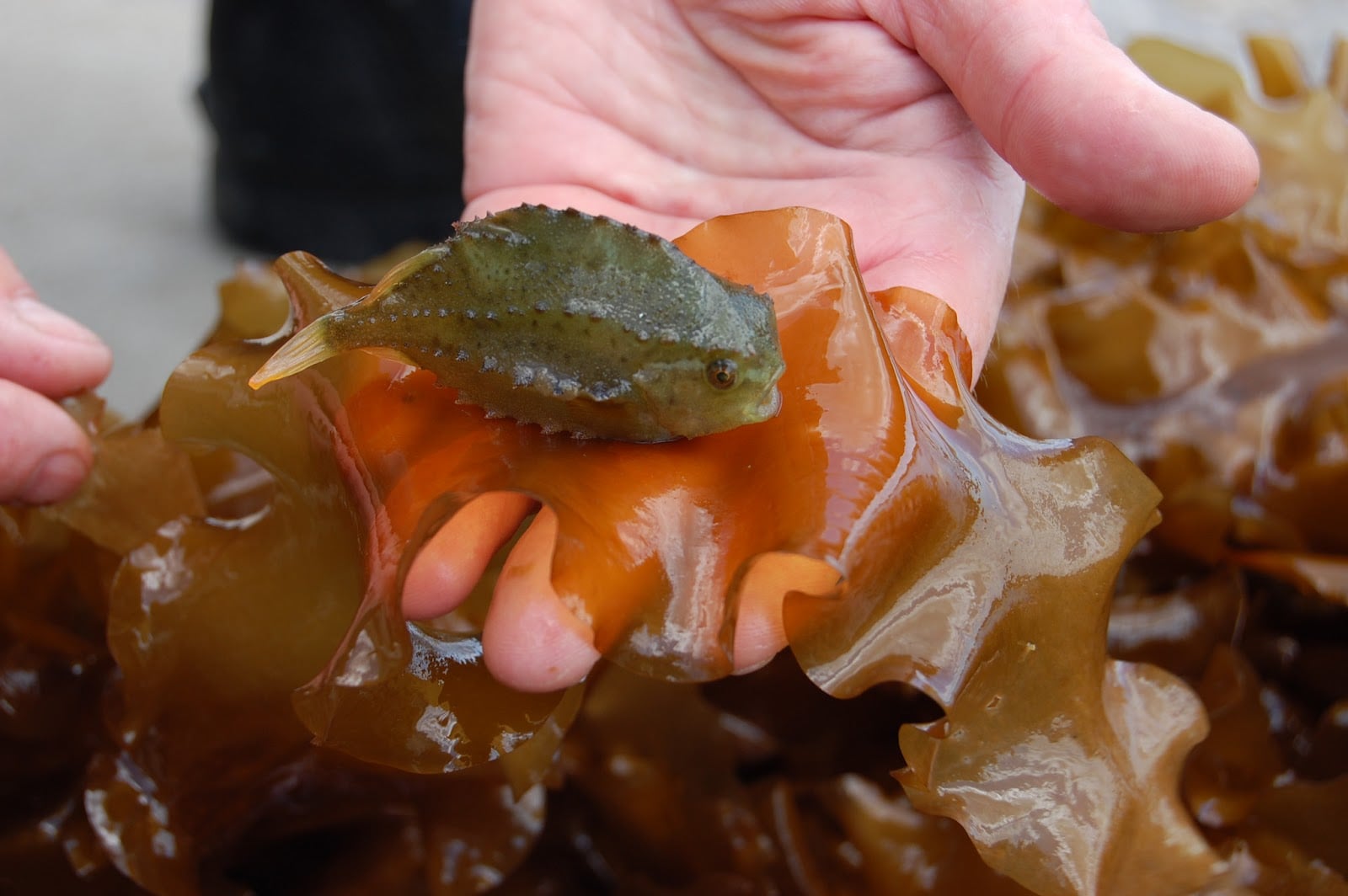 The... - UNH School of Marine Science and Ocean Engineering | Facebook
