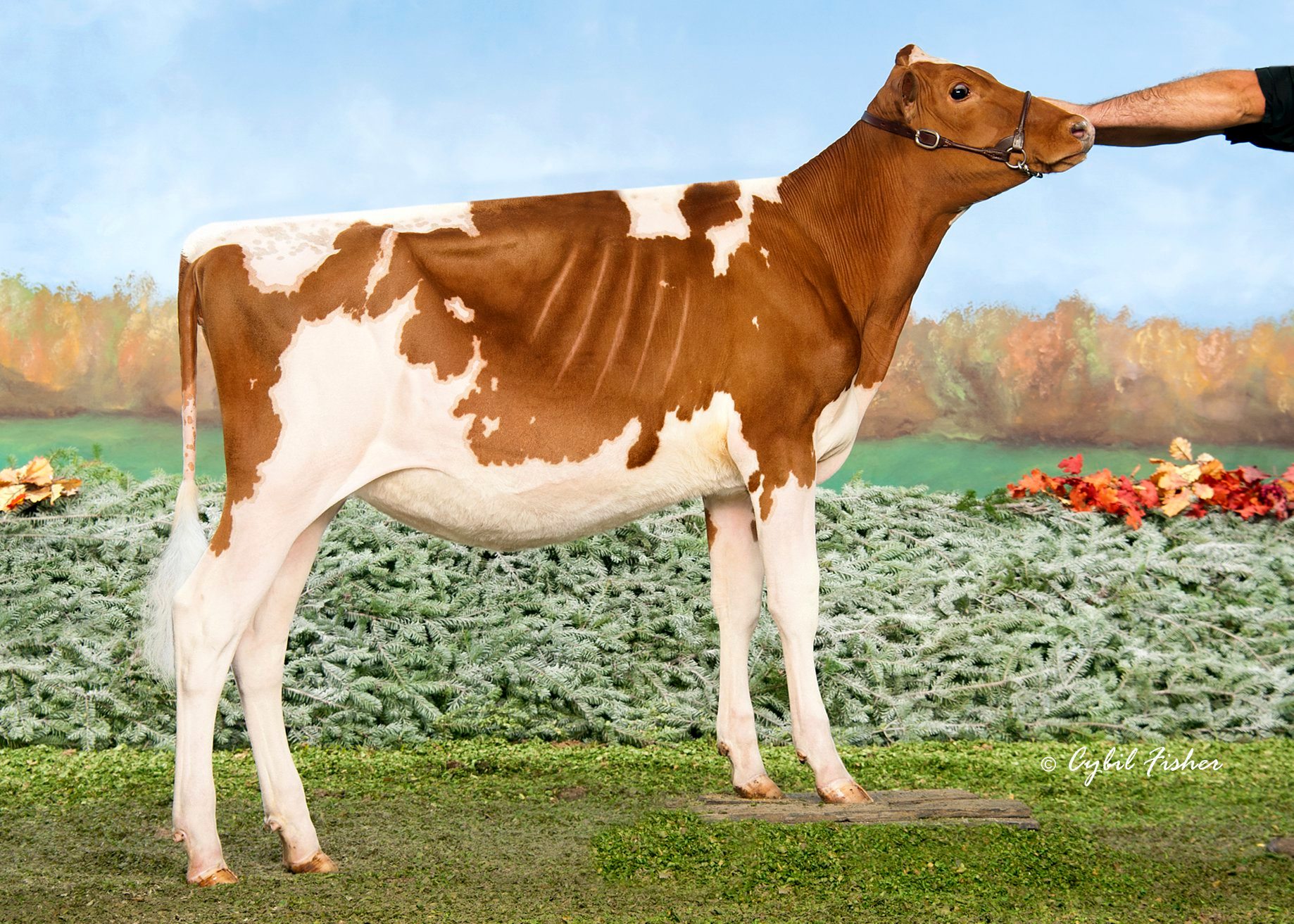 a-daughter-of-rosedale-ballweg-hickory-hills-dairy-facebook