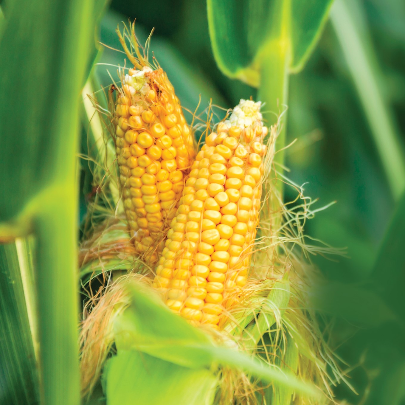 About - Tips for harvesting sweet corn. 🌽 As the corn ripens, the silk ...