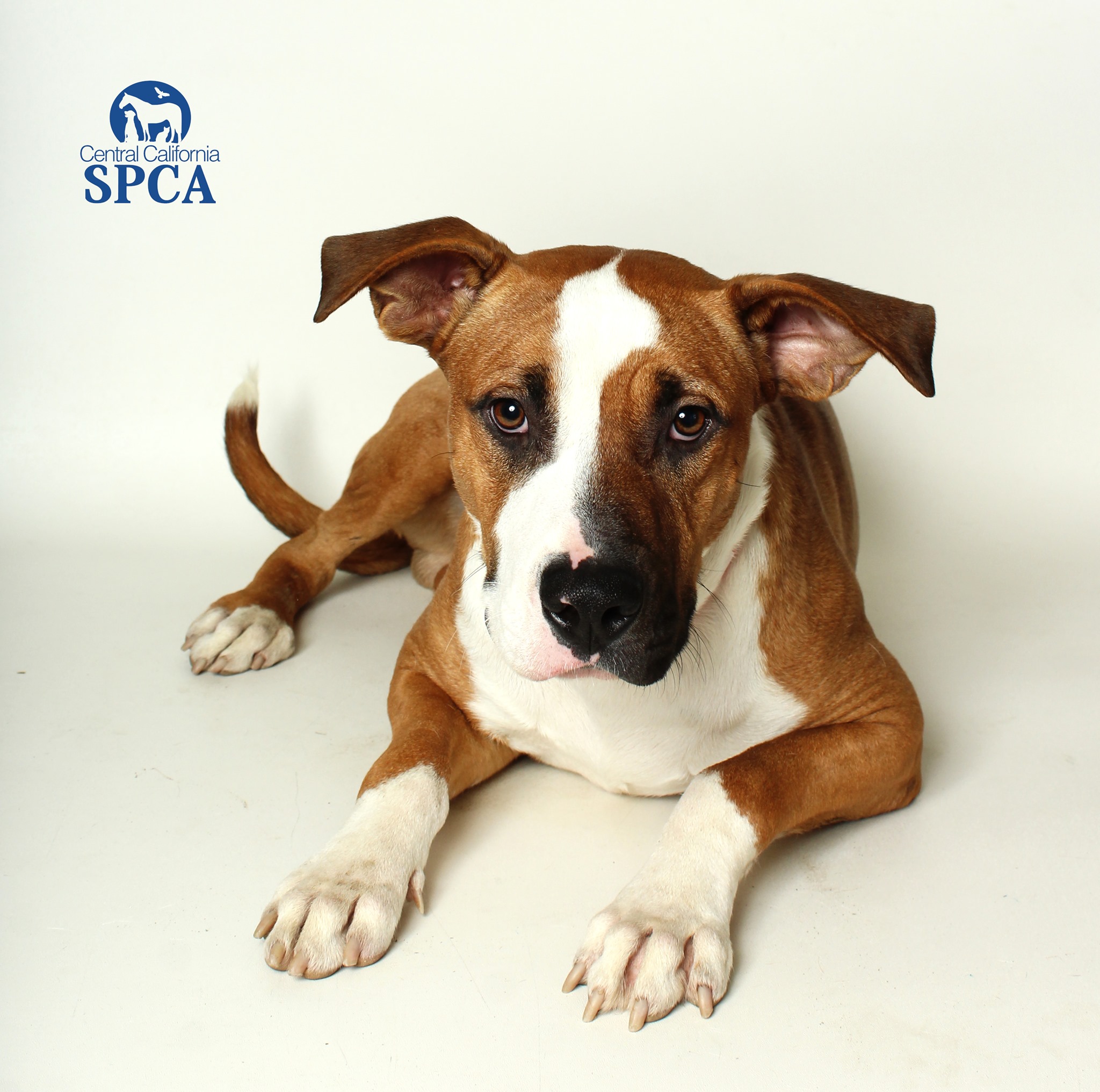 Say hello to Crockett A42832313!... - Central California SPCA