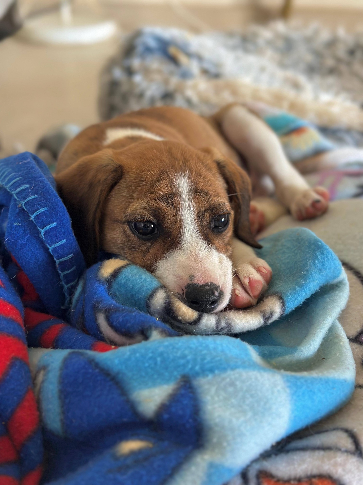 Adotta Un Animale Domestico Virtuale - Glormy Hound, Candyfloss Pulcino O Frost Unicorn - Foto 6