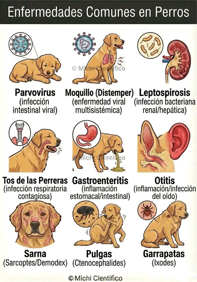 🐾♥ Amor Animal ♥🐾 | MUCHO CUIDADO NO OLVIDEN | Facebook
