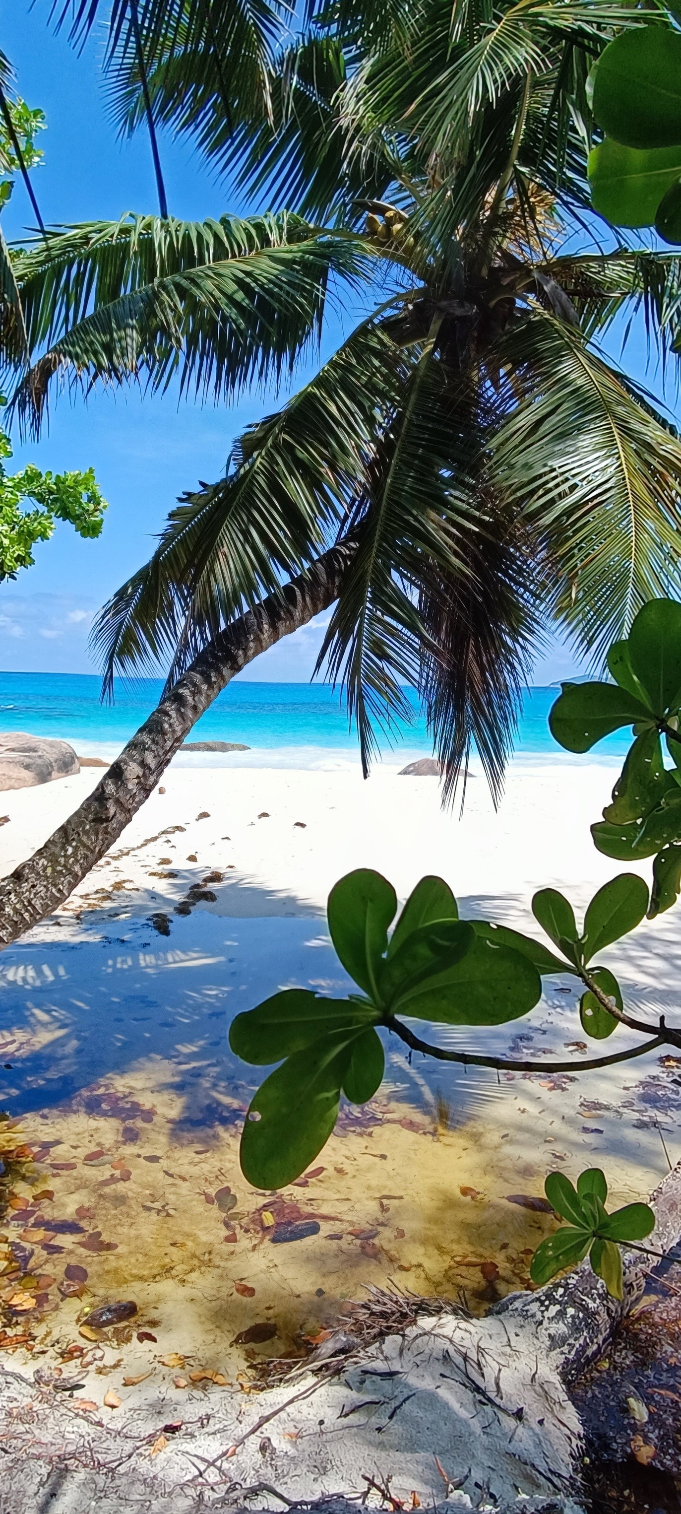 photos du paradis . un gros coup de cœur pour mahé . peu de monde 