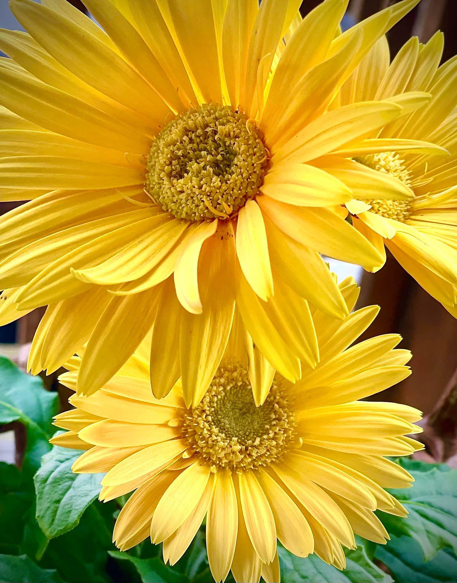 Capturing wild daisies with Fuji X-T5 macro lens