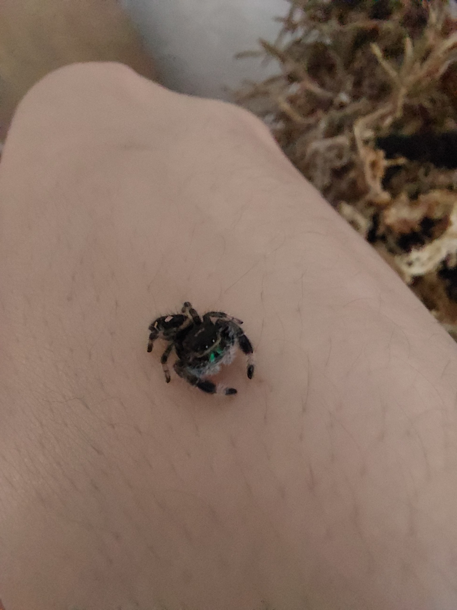 Skinny spider: will he find a meal?