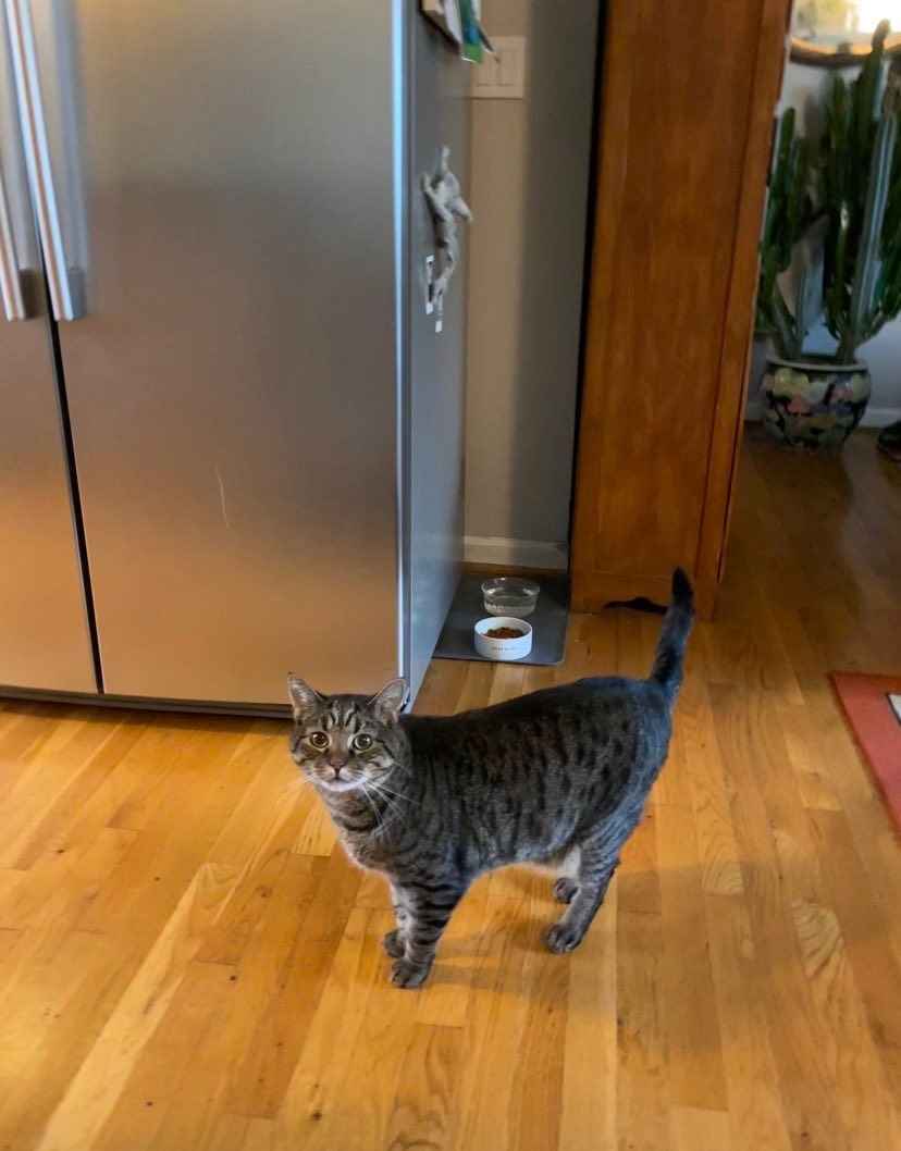 Lost brown tabby cat Oliver in 12th South/Melrose area