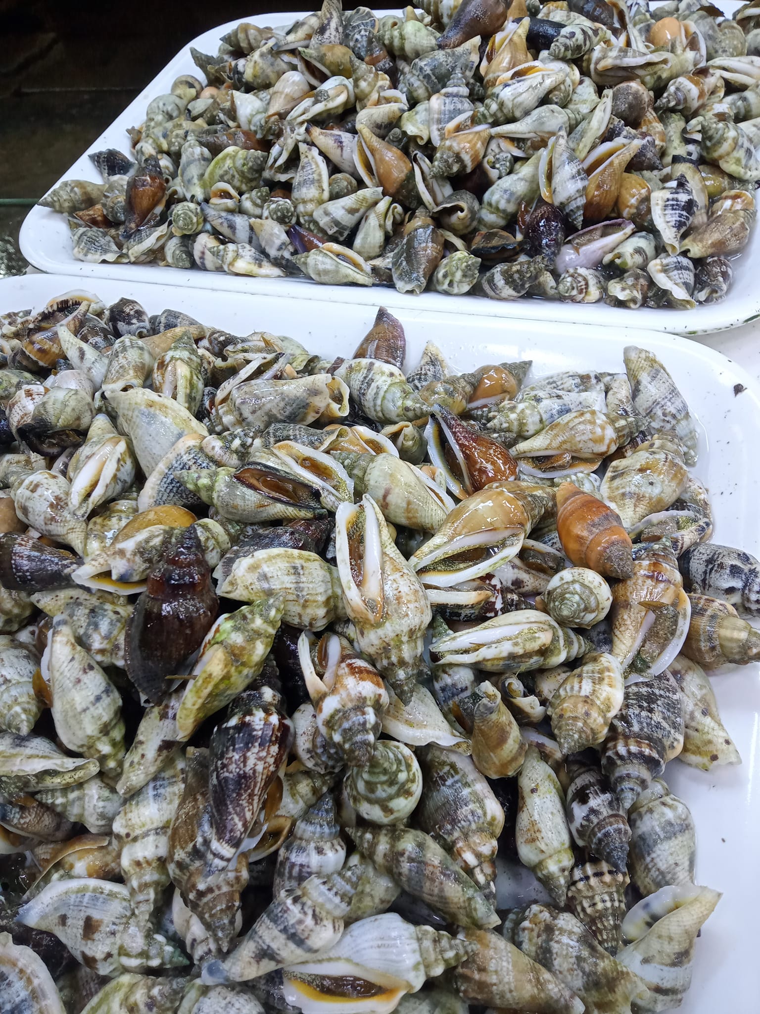 Fresh Kinason And sea Weeds. | Cebu City