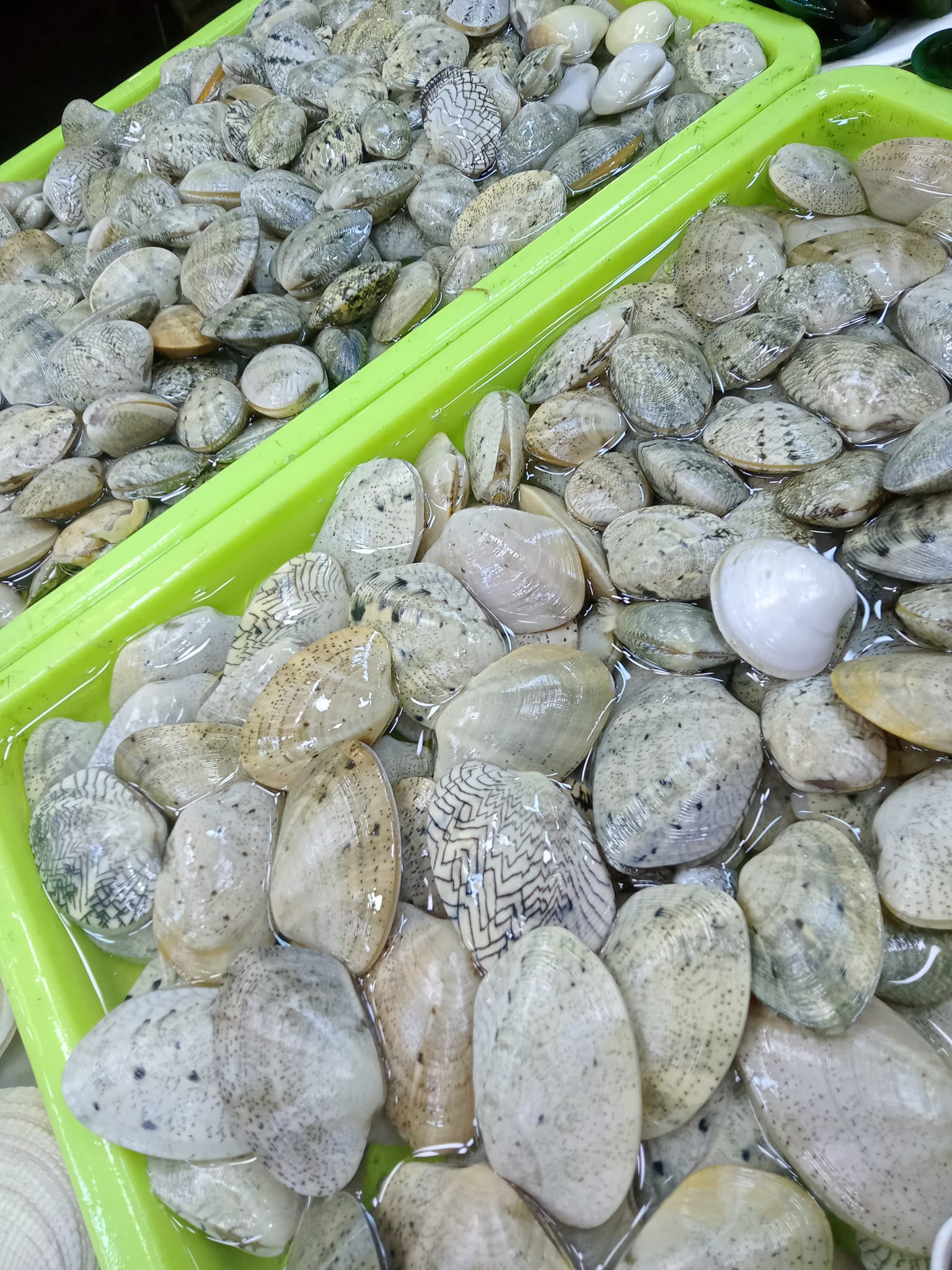 Fresh Kinason And sea Weeds. | Cebu City