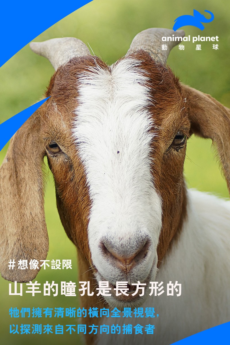 動物星球頻道 台灣 有人也會害怕山羊瞳孔嗎 別害怕 山羊瞳孔之所以是長方形 是為了更寬廣的視野 躲避掠食者的攻擊喔 動物檢定