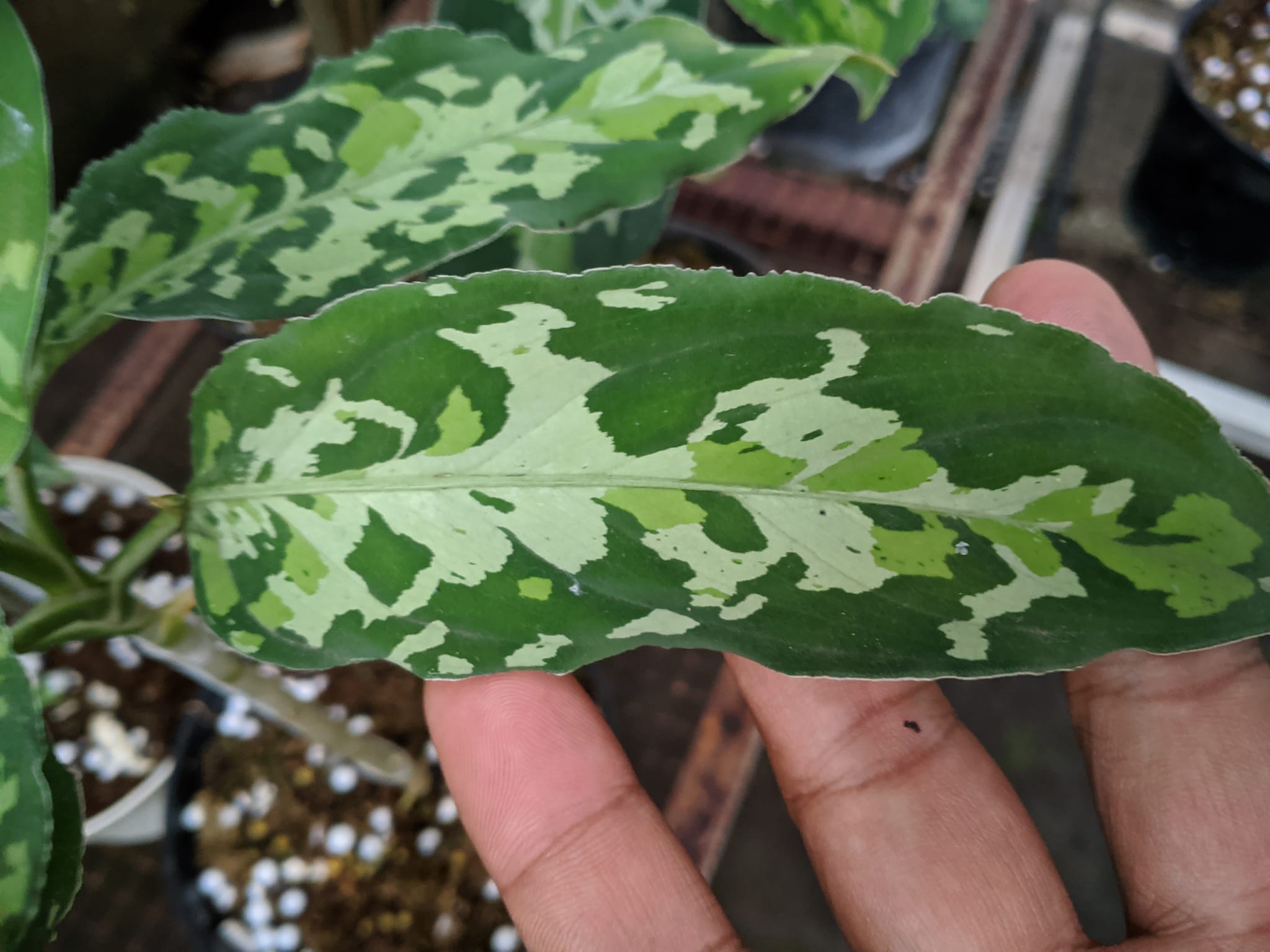 Who wants to add this on the list? Aglaonema Tricolor Cochin frm