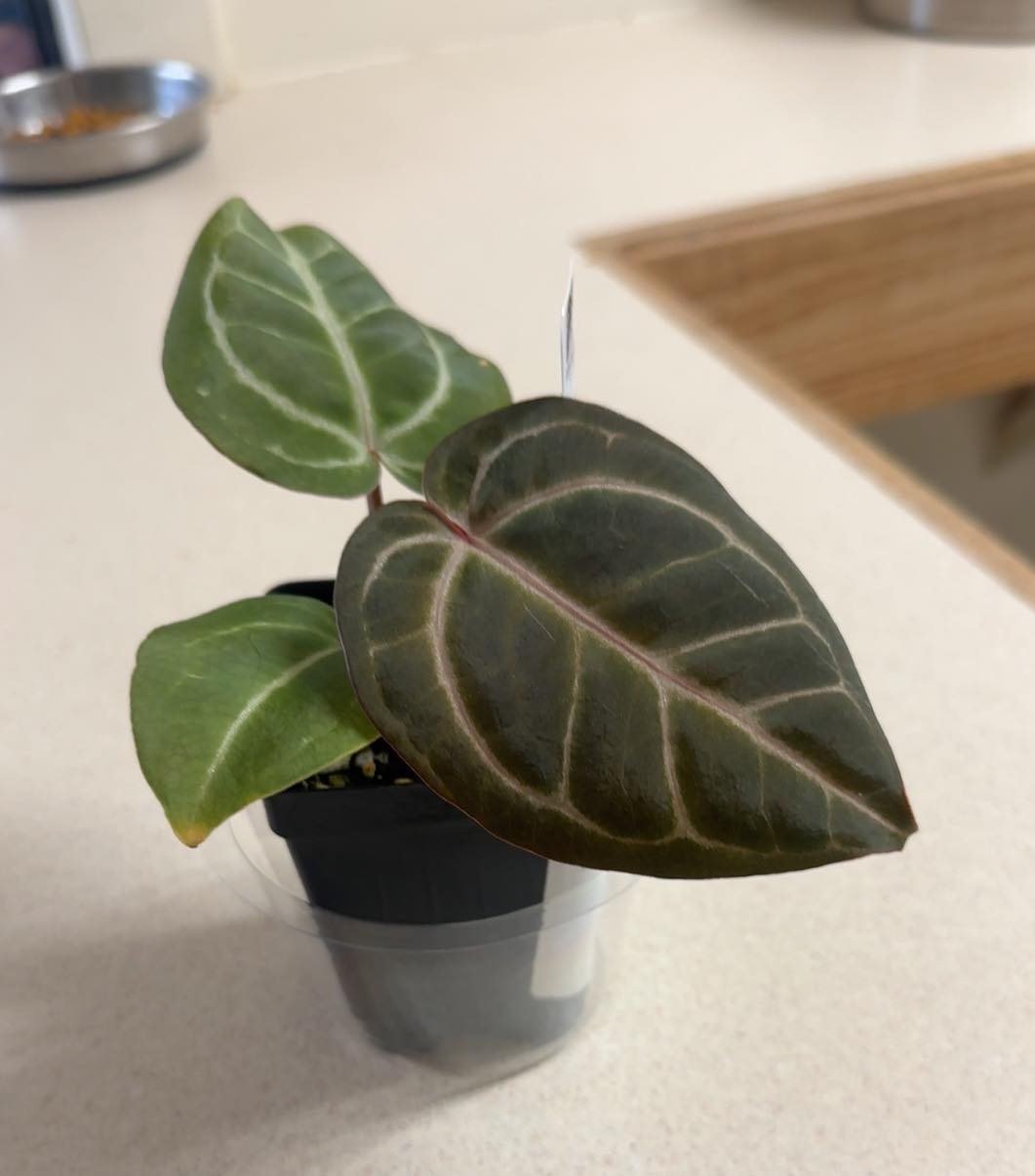 Anthurium Tezula Pink Lemonade x Black Widow Michelle houseplant