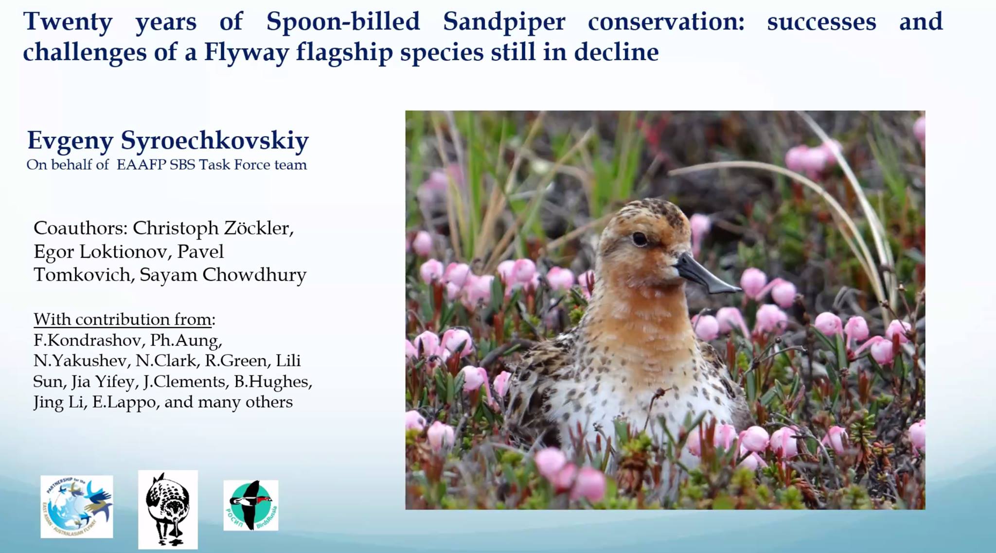Dr. Evgeny... - Spoon-billed Sandpiper Task Force