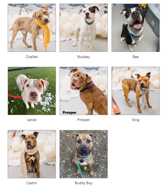 dogs at risk of euthanasia in philadelphia, PA need adoption