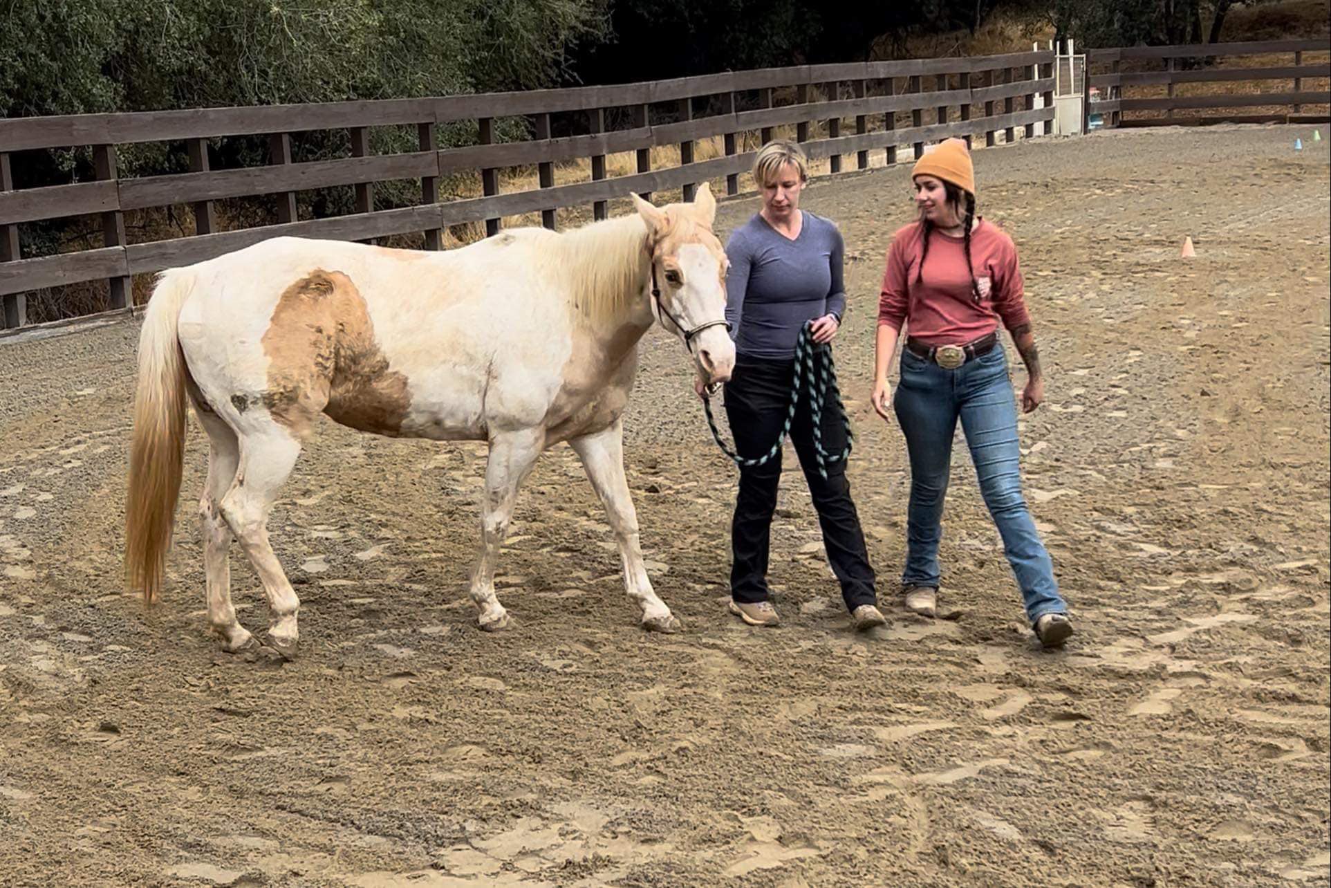 Topline Performance Riding School | Rescue CA