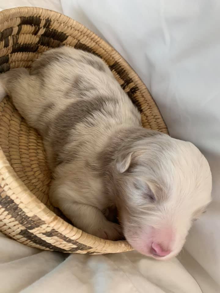 Meet... - Donati Ranch Mini American Shepherd and Mini Aussies | Facebook