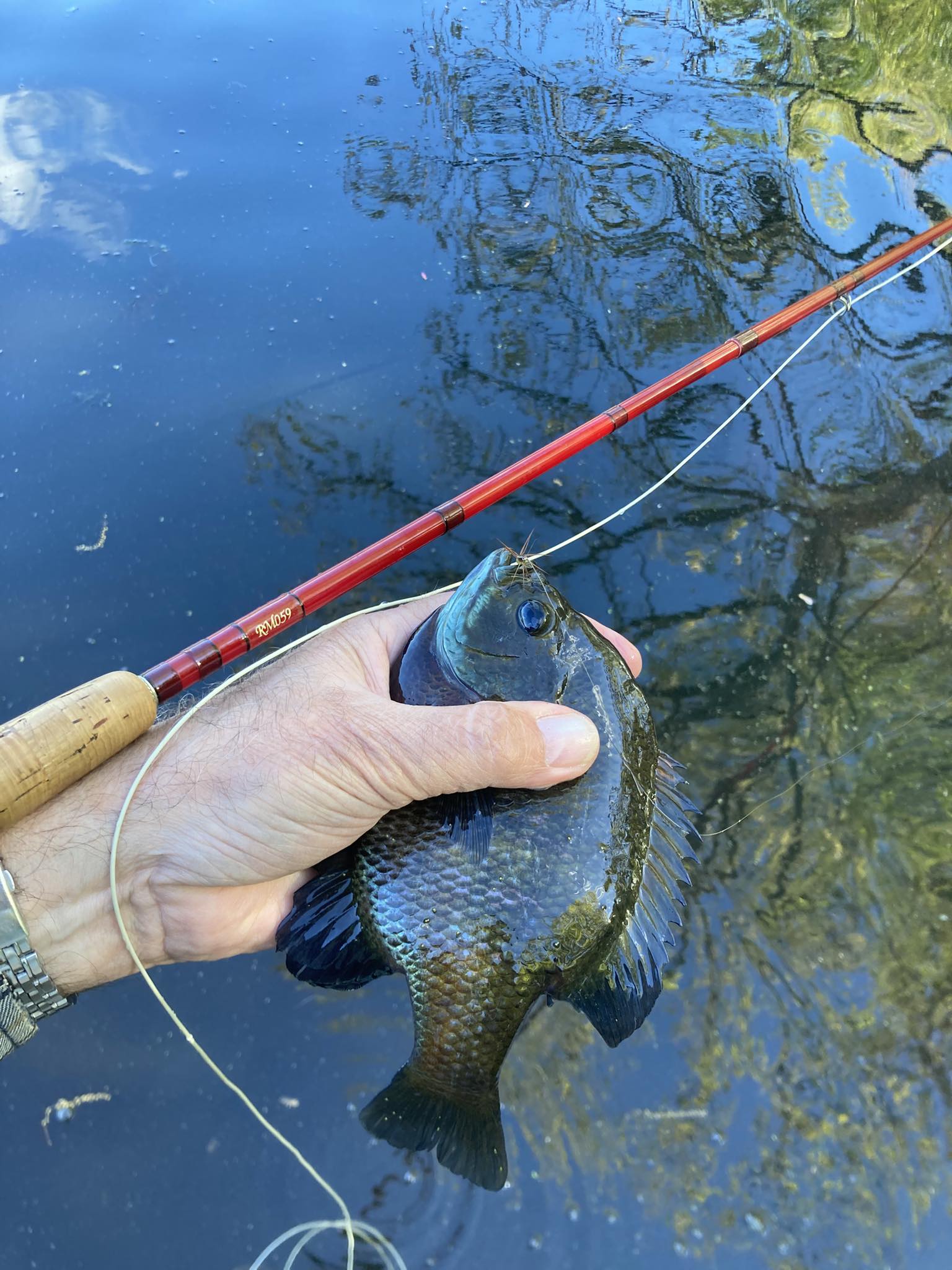 bluegill fishing pole Ice Rod, 23" Ultralight Fast Action Spinning Rods Portable Ice Fishing Winter Ice Fishing Gear for Walleye Perch Panfish : Sports & Outdoors Fiberglass rod for bluegill fishing