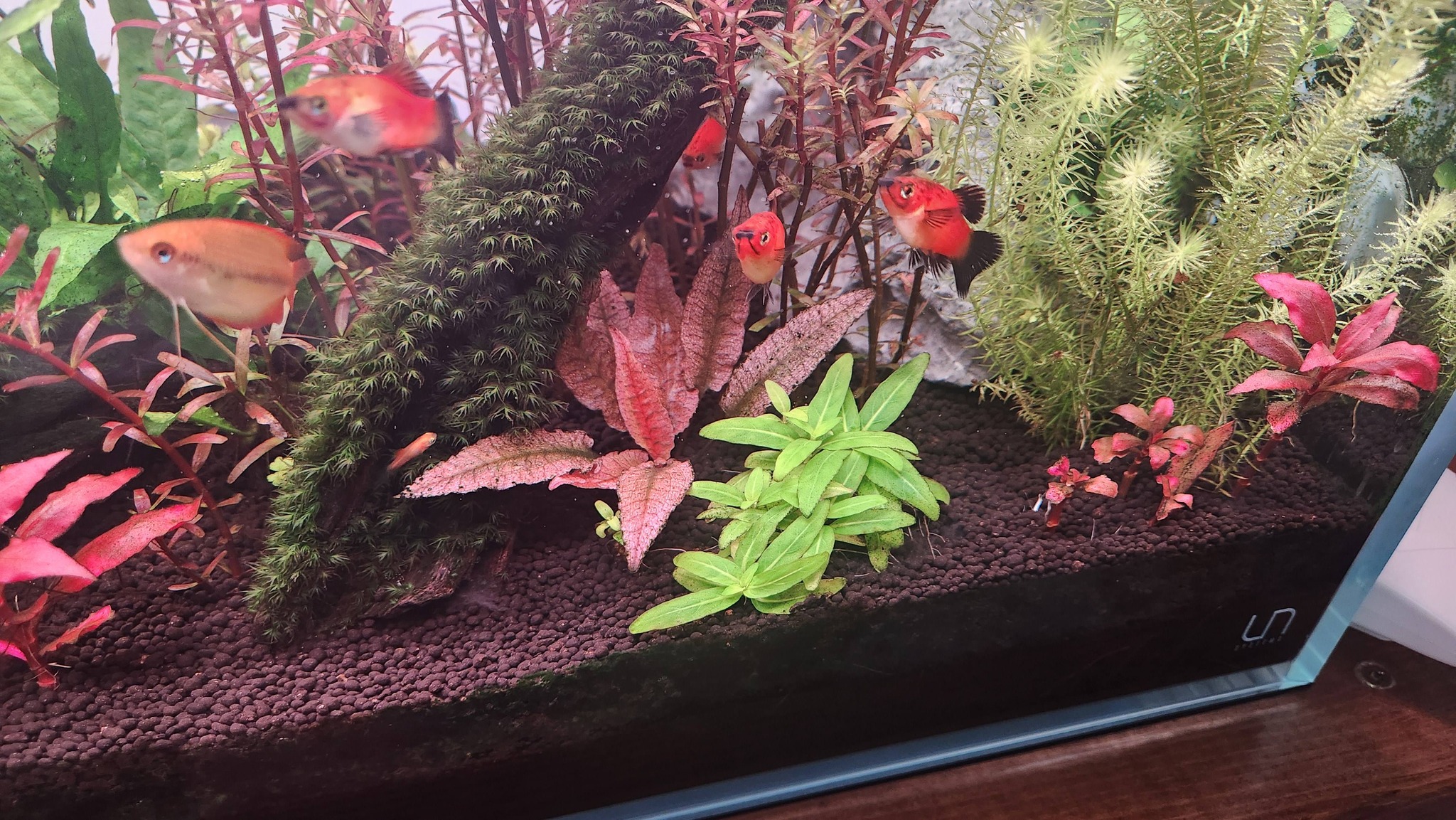 Cryptocoryne striolata No idea it was going to turn red. :)