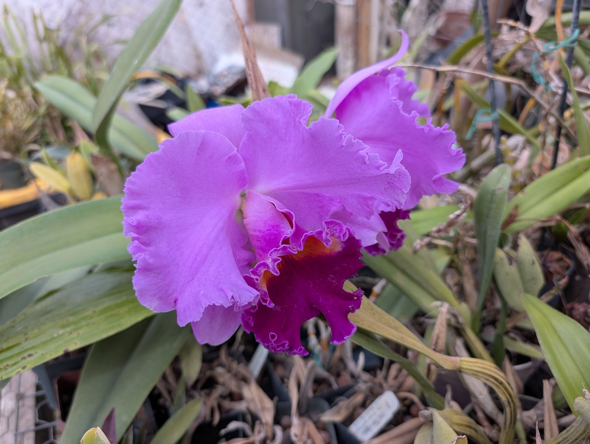 Rlc. Joy Sokabe 'Shining' - a cross between Rlc. Fusako Yamaoka x
