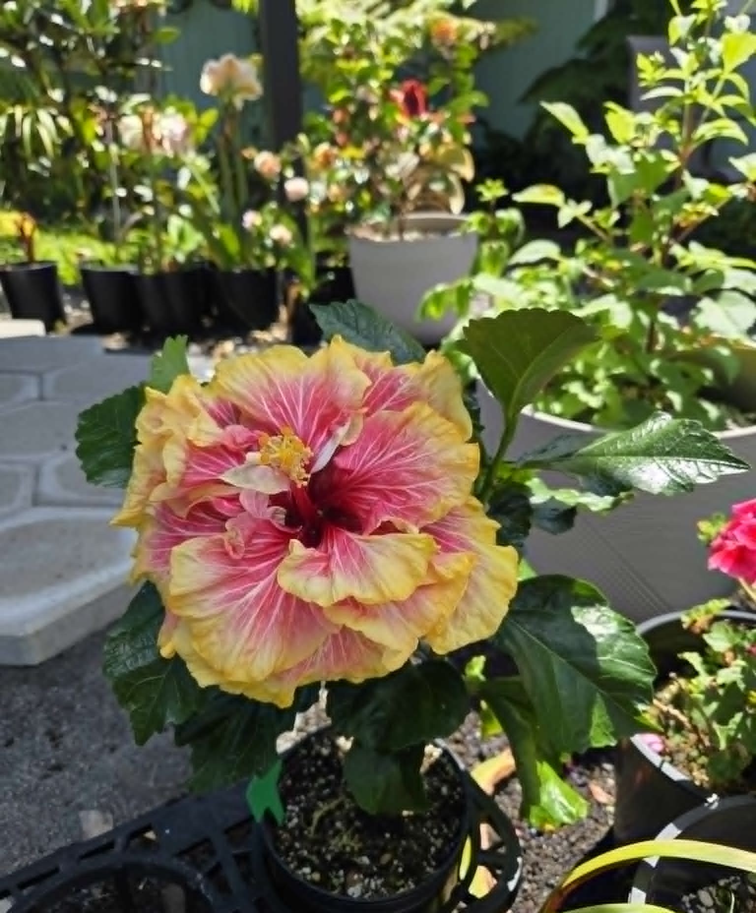 One of our first Vriesea hybrids Hawaiian Ruby selfed.