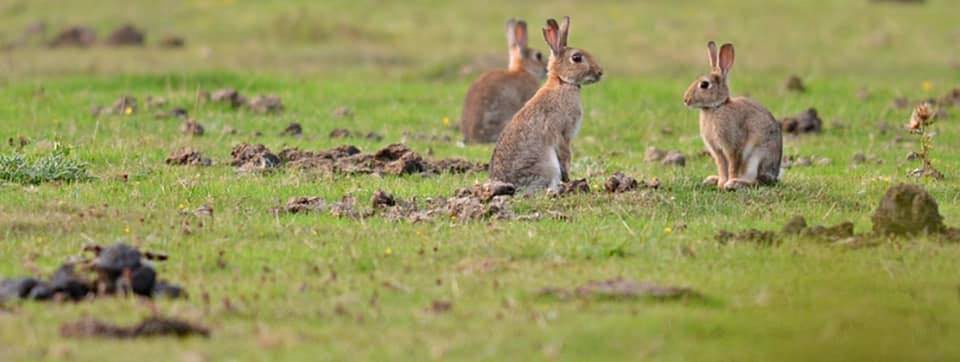 Dorset Wild Rabbit | Poole